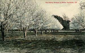 Cherry Orchard in Bloom, Hayward, California           